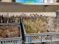 Osterhasenproduktion-1